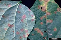 Photo 1. Top and underside of a cowpea leaf showing the large reddish brown spots Pseudocercospora cruenta, mostly restricted by the veins.