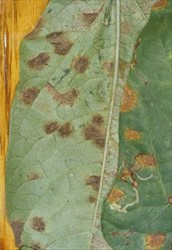 Photo 3. Powdery spores form on the spots on the underside of leaves infected by Pseudocercospora cruenta.