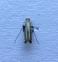 Photo 5. Adult cowpea leafminer, Phodoryctis caerulea, showing long antennae, smoky forewings, and the fringed upturned trailing edges of the wings.