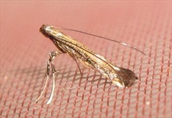 Photo 4. Adult cowpea leafminer, Phodoryctis caerulea, showing upright angle when at rest, and the fringed upturned trailing edges of the wings
