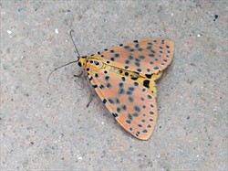 Photo 4. Deeper orange of hindwings with larger spots without white rings, compared to those of forewings.