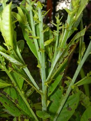 Photo 1. Larvae of Crotalaria pod borer, Agrina astrea, and black patches of damage on leaves.