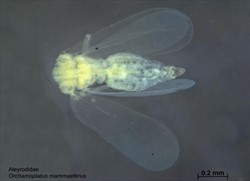 Photo 2. Adult croton whitefly, Orchamoplatus mammaeferus.