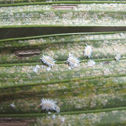 Photo 1. Larvae of Cryptognatha of different ages among a large colony of coconut scale, Aspidiotus destructor.