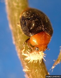 Photo 3. Adult mealybug ladybird, Cryptolaemus montrouzieri, and its prey.
