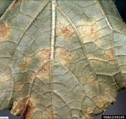 Photo 5. Downy mildew, Pseudoperonospora cubensis, on the lower surface of a melon leaf showing irregular brown patches where spores are produced.