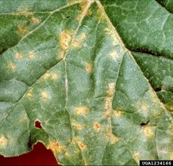 Photo 4. Yellow irregular patches caused by downy mildew, Pseudoperonospora cubensis, on the upper surface of a melon leaf.