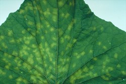 Photo 1. Yellow spots of downy mildew, Pseudoperonospora cubensis, on the upper surface of a leaf; they are often angular and restricted by the leaf veins.