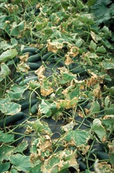 Photo 1. Drying and loss of leaf canopy in a crop of cucumber caused by downy mildew, Pseudoperonospora cubensis. Note the exposure of the fruit could cause sunscald.