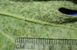 Photo 3. Underside of a zucchini leaf showing brown patches where downy mildew is forming spores. The white patches are powdery mildew (see Fact Sheet no. 63).