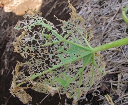Photo 1. Severe damage on cucumber by Diaphania indica. This is the damage dfone by the early larval stages.