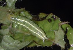 Photo 3. Caterpillar of Diaphania indica showing the characteristic double white lines along its back.