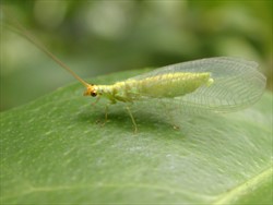 Photo 6. A lacewing. The larvae of this insect attack the young caterpillars of Diaphania (see Photo 7).
