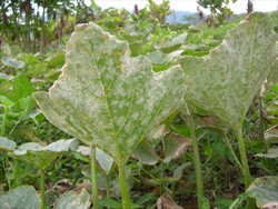 Photo 3. Powdery mildew, Oidium species, on the underside of a pumpkin leaf.