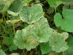 Photo 2. White spots of powdery mildew, Oidium species, on the top surface of a pumpkin leaf. The plants appeared in Photo 3.