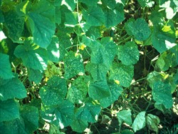 Photo 1. Angular leaf spot of cucumber, Corynespora cassiicola.