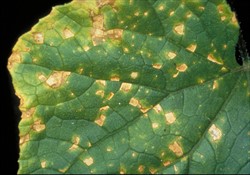 Photo 5. Close-up, angular leaf spots, Coynespora cassiicola, on cucumber.