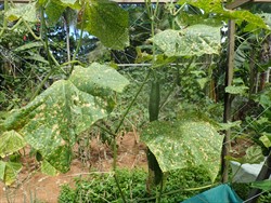 Photo 4. Angular leaf spots, Coynespora cassiicola, on cucumber. Note, fruits are not attacked.