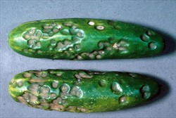 Photo 4. Sunken spots on cucumber caused by anthracnose, Colletotrichum orbiculare.