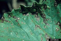 Photo 2. Close-up of cucurbit leaf spot, Cercospora citrullina, on a squash leaf showing small spots, brown with grey centres.
