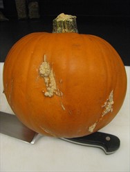 Photo 3. Wart-like symptoms of a pumpkin caused by oedema.