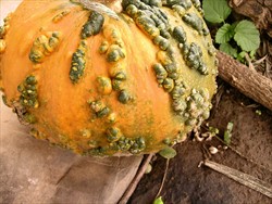 Photo 2. Squash from Bolivia, South America, said to be a varietal characteristic.