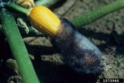 Photo 1. Cucurbit wet rot, Choanephora cucurbitarum, on fruit of squash near the soil surface. The fungus is forming dark spores giving the fruit a "hairy" look.