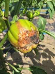 Photo 6. Cucurbit wet rot, Choanephora cucurbitarum, on capsicum. Possibly, the wet rot has followed damage caused by anthracnose or sunscald.