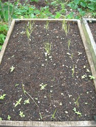 Photo 1. Onion seedlings attacked before emerging through the soil and afterwards. An example of pre- and post-damping-off. (Germination of the seed was high!)