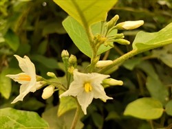 Photo 5. Flowers, devil's fig, Solanum torvum.
