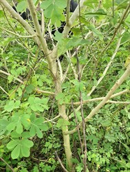 Photo 3. Stem and branches, devil's fig, Solanum torvum, showing the thorns.