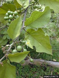 Photo 8. Fruits, devil's fig, Solanum torvum.