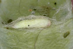 Photo 5. The pupa of diamondback moth, yellowish and about 8 mm long. It is blunt at one end and tapered at the other.
