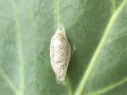 Photo 6. Pupa of Diadegma. The pupa if the diamondback moth is destroyed by Diadegma, except for the silken cocoon. The Diadegma cocoon is about the same size as that of the diamondback moth. They are pink/cream, then dark brown.