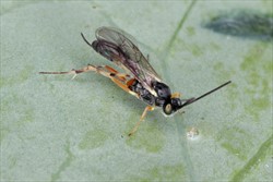 Photo 4. Diadegma wasp preening or cleaning its body after egg laying.