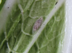 Photo 7. Pupa of Diadegma becomes dark before emergence of the adult. It is eliptical (egg-shaped) not tapered, and the diamondback moth skin is at one end.