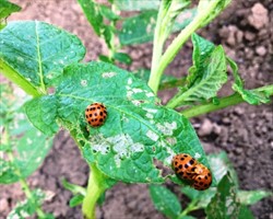 Photo 6. 28-spotted ladybird beetle, Epilachna species, on potato.