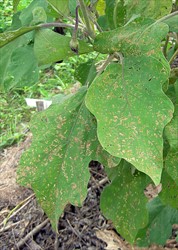 Photo 3. Grazing and small holes in eggplant leaves caused by the 28-spotted ladybird beetle, Epilachna species.