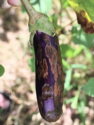 Photo 2. Anthracnose spots of eggplant, Colletotrichum species, elongated along the length of the fruit.