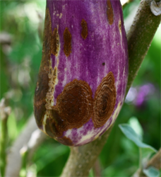 Photo 5. Anthracnose spots, Colletotrichum species, on eggplant, showing concentric circles.