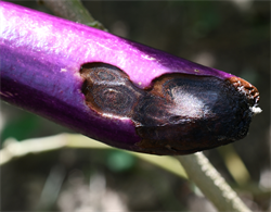 Photo 4. Sunken spots on eggplant, Colletotrichum species, showing black spore-bearing fruiting bodies in circular bands.