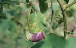 Photo 4. Brown spots with yellow haloes, of Pseudocercospora egenula. Note fruit are not infected.