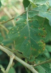 Photo 1. Brown spots with yellow haloes, of Pseudocercospora egenula,