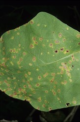 Photo 2. Irregular-shaped brown spots surrounded by yellow haloes of eggplant leaf spot, Pseudocercospora egenula.