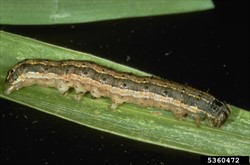 Photo 2. Mature larva of the fall armyworm, Spodoptera frugiperda.