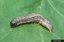 Photo 1. Mature larva of the fall armyworm, Spodoptera frugiperda. Note the inverted Y on the head, and the bristles from black spots. Another distinguishing characteristic is the four black dots (in a square) on the last abdominal segment.