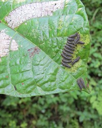 Photo 3. The grubs or larvae of the fig-leaf beetle, Poneridia, characteristically line up near the edge of the leaf and move across the leaf surface together.