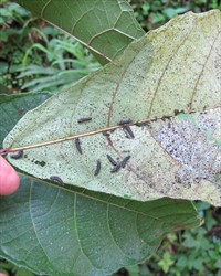 Photo 4. The larvae of the fig-leaf beetle, Poneridia, become more scattered when the leaf surface has been eaten and they seek fresh food.