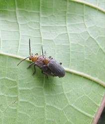 Photo 5. Adult fig-leaf beetle, Ponderidia species. The male is showing 'male-gating', i.e., preventing his partner from mating with competitors.