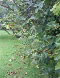 Photo 4. Fig tree infected by the fig rust fungus, Cerotelium fici causing premature leaf fall.